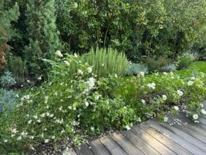 Jardin luxuriant avec rosier blanc en fleurs le long d'une terrasse en bois. Arbres et arbustes verts denses en arrière-plan.