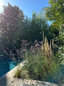 Jardin ensoleillé avec piscine, bordé de bois. Fleurs violettes et hautes herbes dorées attirent des papillons sous un ciel bleu clair.