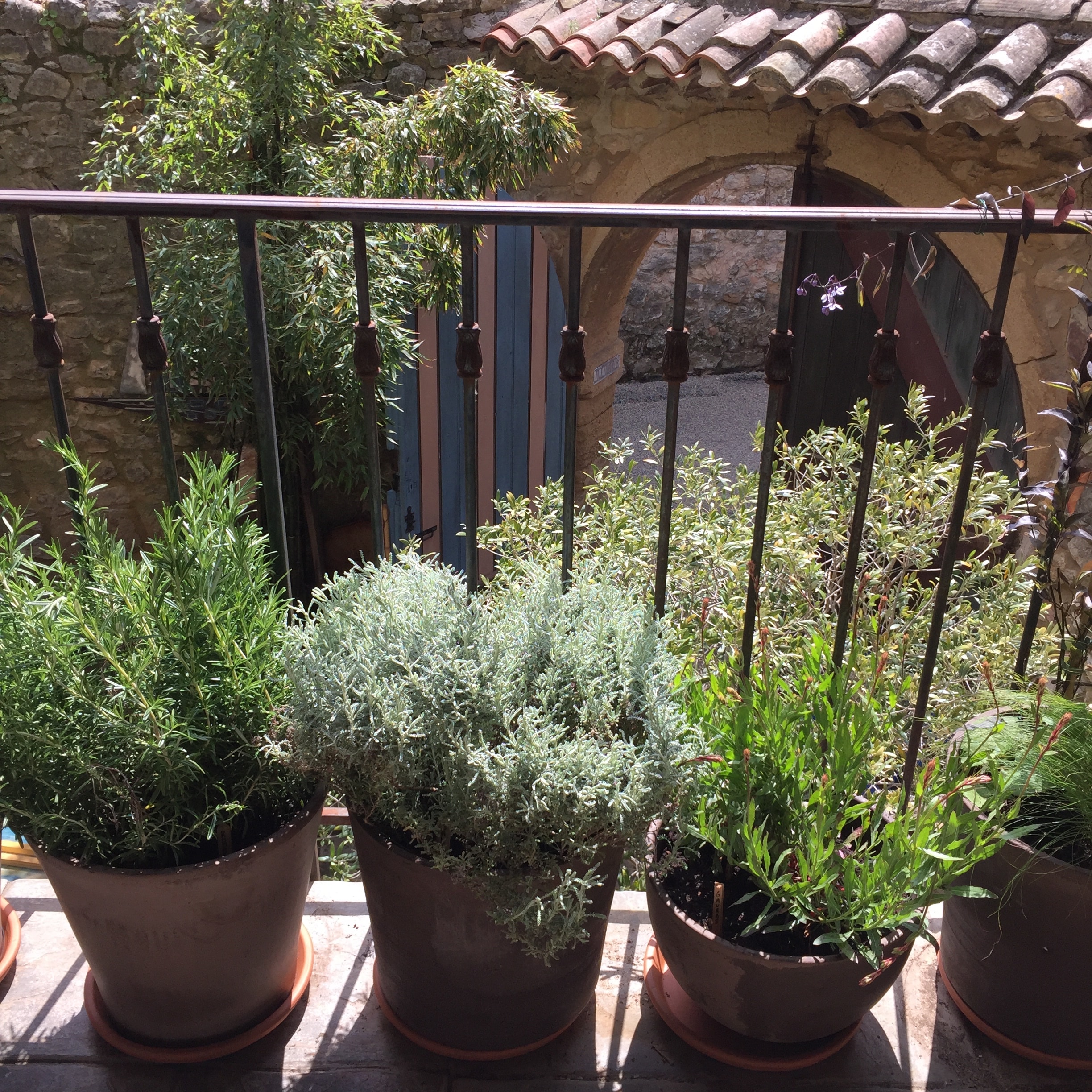 Balcon ensoleillé avec balustrade en fer forgé, romarin, santoline et gaura en pots. Mur de pierre, toit en tuiles et arche en arrière-plan.