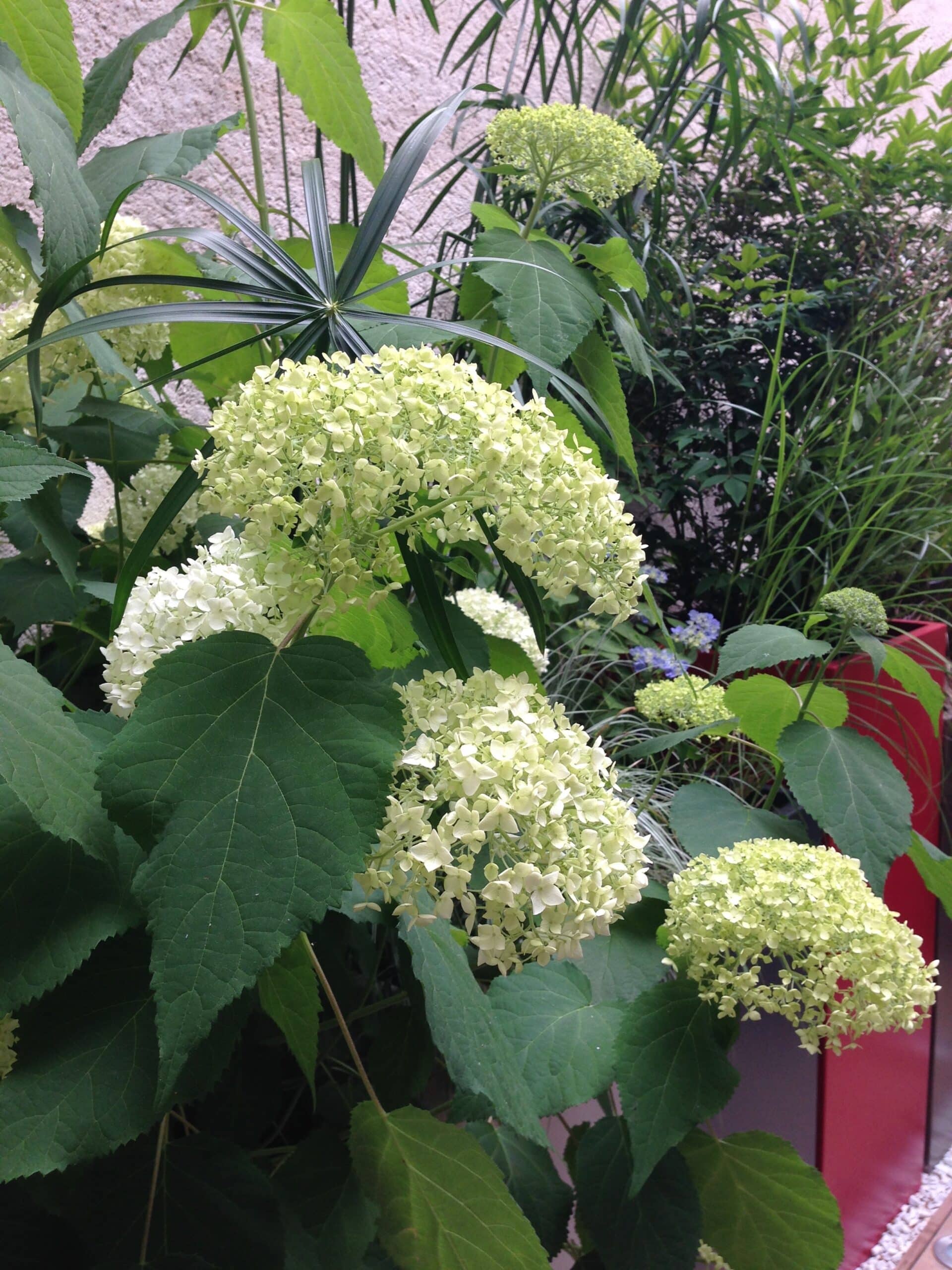 Grappes de fleurs d'hortensia vert clair et blanches éclatantes. Grandes feuilles vertes, mur texturé et plantes variées en arrière-plan.