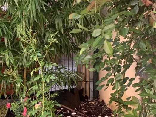 Jardin luxuriant avec bambou dense, rosier aux fleurs roses, feuillage vert varié, mur clair et grille métallique en arrière-plan.