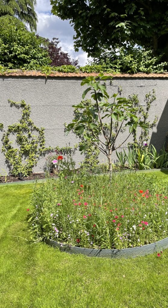 Jardin fleuri avec gazon vert, lit de fleurs colorées (coquelicots), jeune figuier central, mur texturé et plantes grimpantes au soleil.