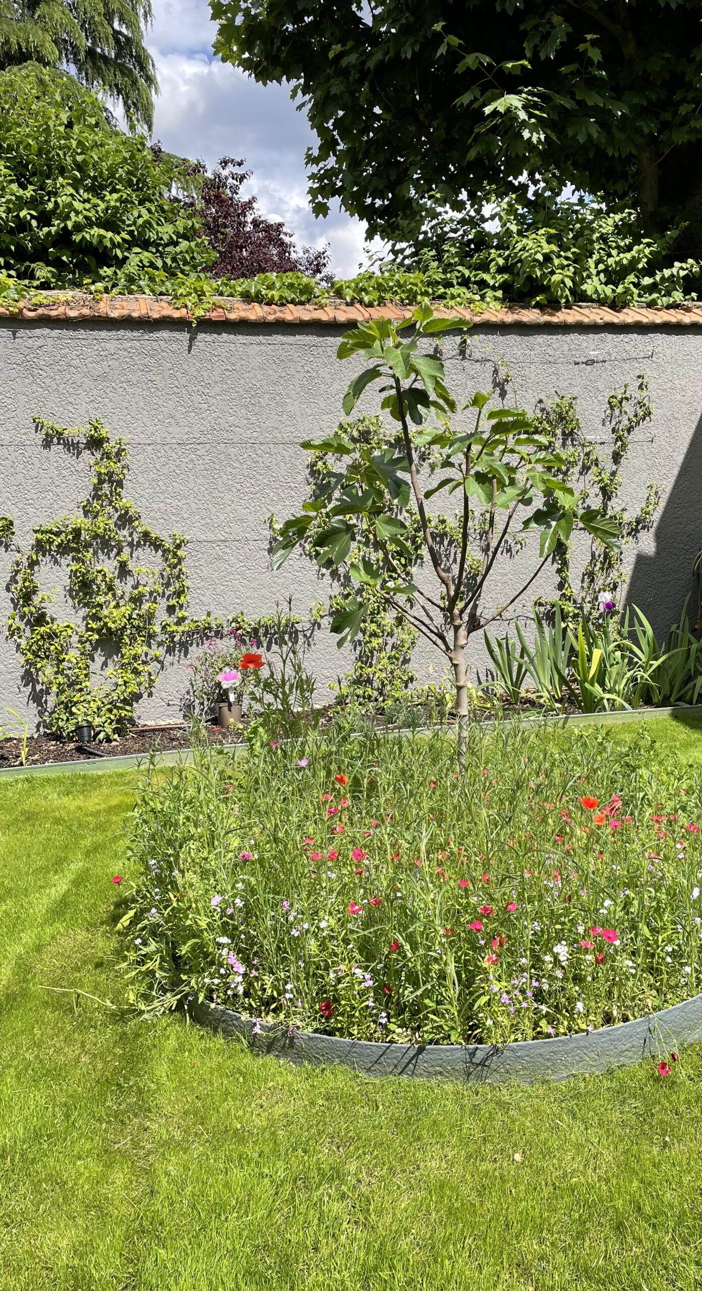 Jardin fleuri avec gazon vert, lit de fleurs colorées (coquelicots), jeune figuier central, mur texturé et plantes grimpantes au soleil.