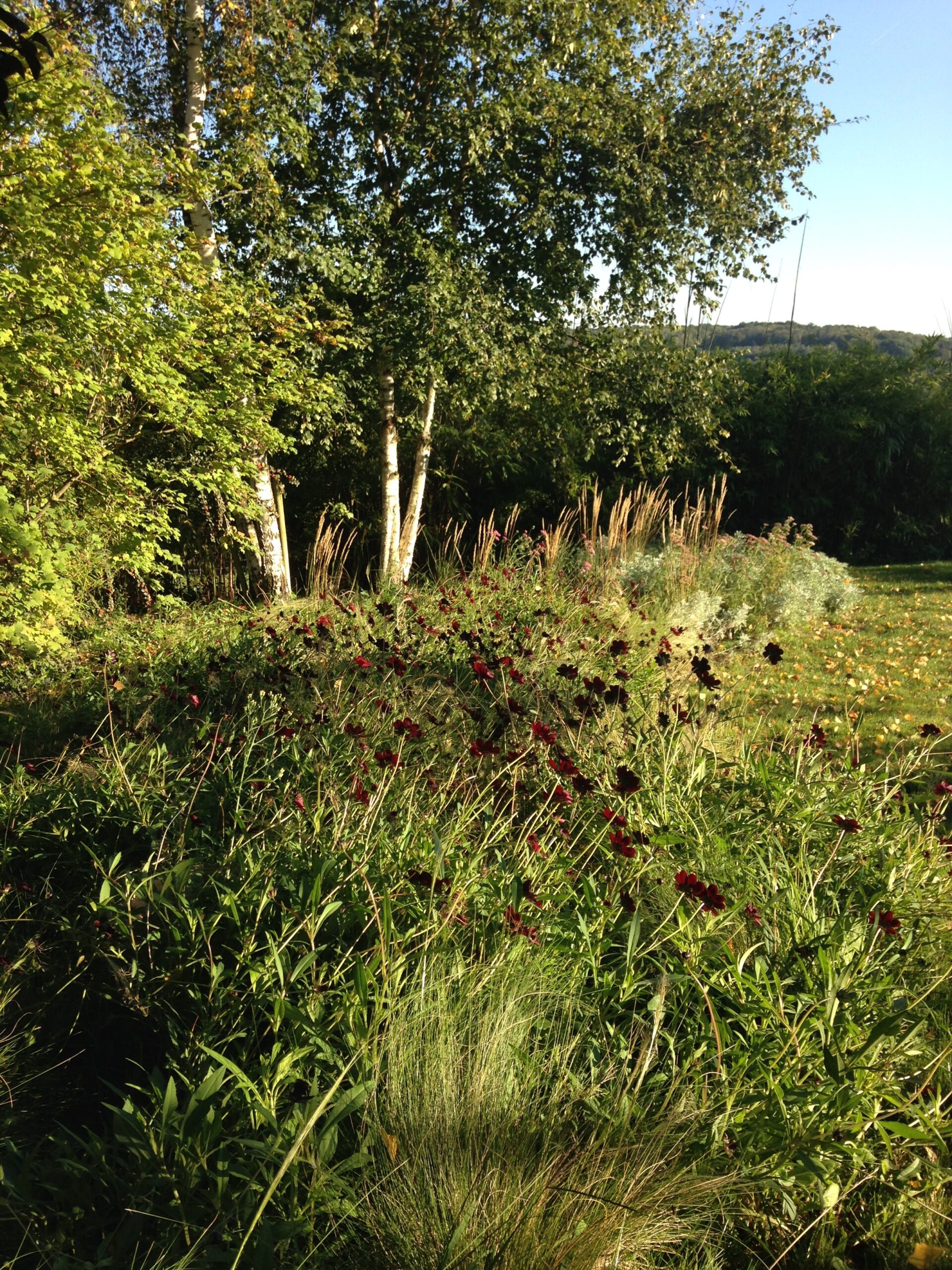 Jardin ensoleillé avec des cosmos chocolat rouge foncé, des herbes ornementales dorées et des bouleaux à l'arrière-plan.