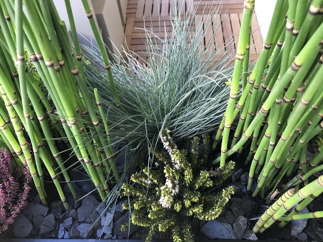 Plantation extérieure moderne avec prêles vertes, fétuque bleue, bruyère, et roches d'ardoise sombres.