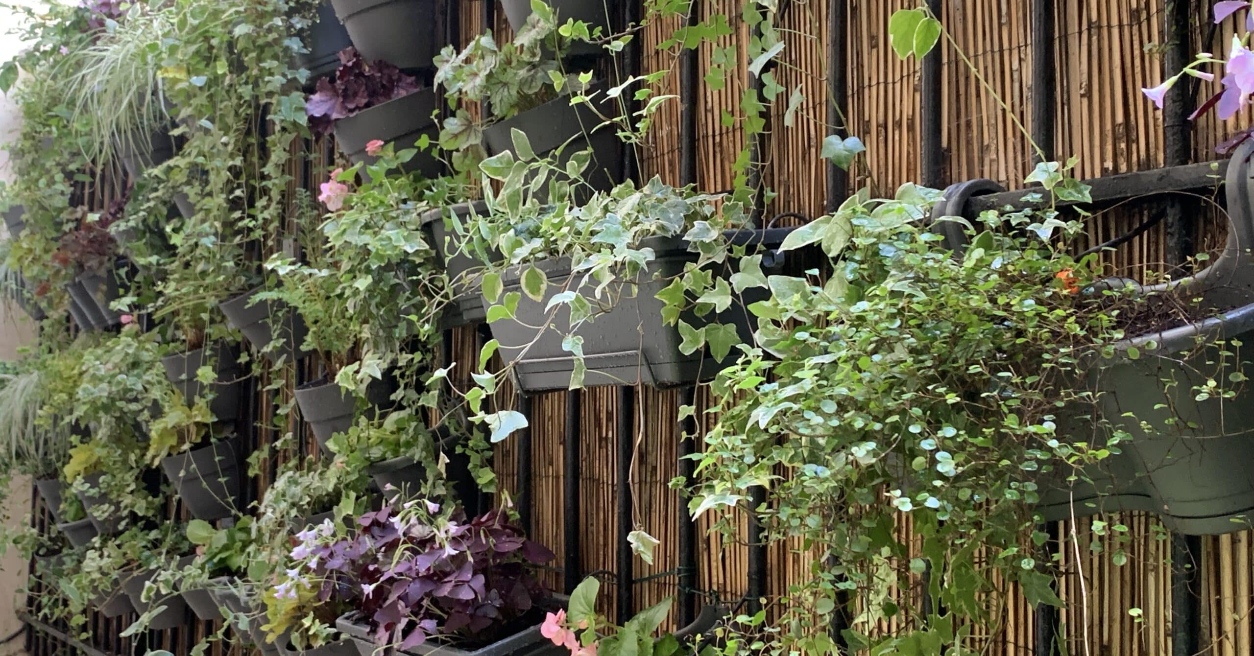 Jardin vertical luxuriant composé de pots gris empilés, avec lierre, plantes vertes variées et fleurs roses sur fond de bambou.