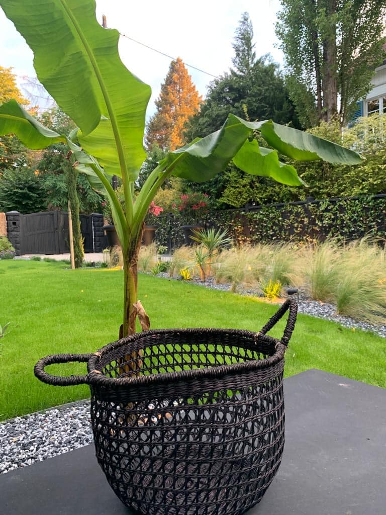 Grand panier d'osier noir tressé posé sur une surface sombre, avec un bananier aux larges feuilles vertes et un jardin luxuriant en arrière-plan.