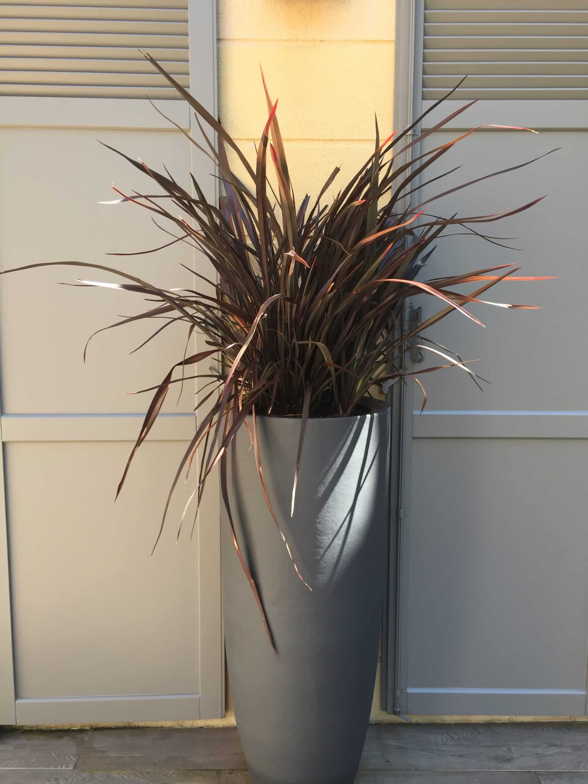Grande plante à feuillage foncé dans un pot gris, devant une façade moderne avec volets gris et un mur jaune éclairé. Ombre marquée.