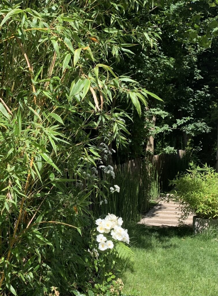 Jardin luxuriant avec bambous verts, roses blanches éclatantes, et un chemin de bois menant à une zone ombragée. Verdure estivale.