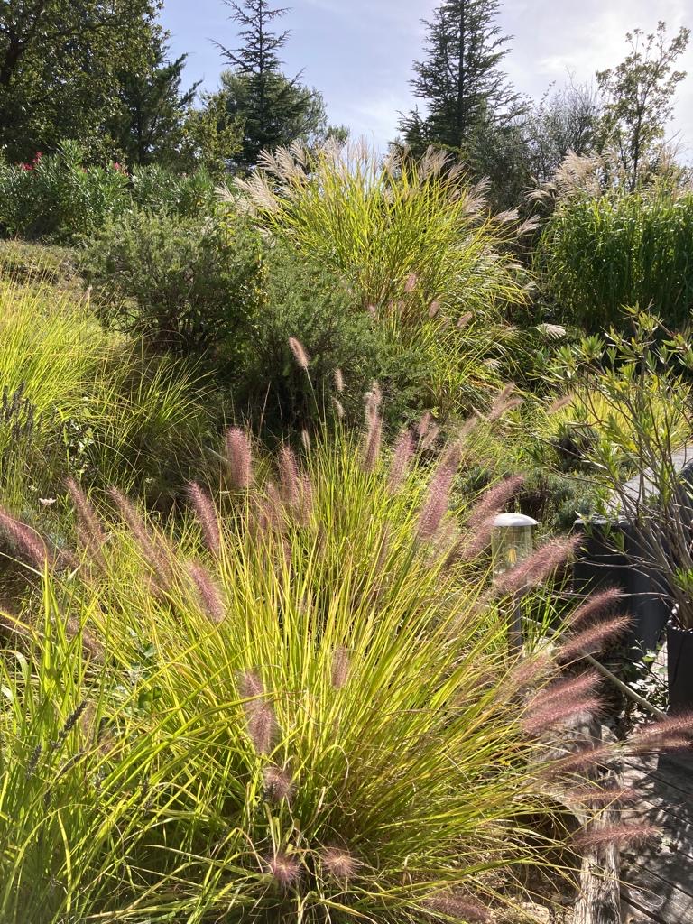 Jardin luxuriant avec graminées ornementales. Pennisetum aux panicules rose pourpre et Miscanthus à plumes claires. Arbres en fond.