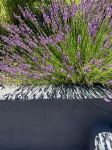 Magnifiques lavandes violettes aux tiges vertes luxuriantes débordant d'une jardinière grise. Ombres nettes du soleil sur la surface texturée.