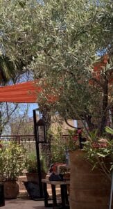 Terrasse ensoleillée avec oliviers, lanterne, plantes et fleurs roses. Tissu orange ombrage un espace extérieur chaleureux avec une table.