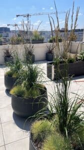 Terrasse sur le toit avec de grandes herbes ornementales en pots foncés, vue sur une ville moderne et des grues de construction sous un ciel bleu.